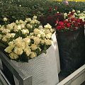 полимерные сетки для хранения роз 