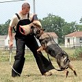 Ткани для костюмов кинологов ткани для костюмов кинологов